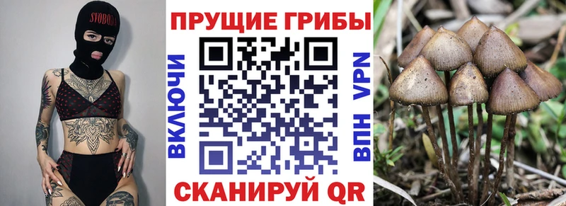 Галлюциногенные грибы Psilocybe  Купить закладки  Сорск 